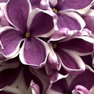 Meet your Posher, Thuy